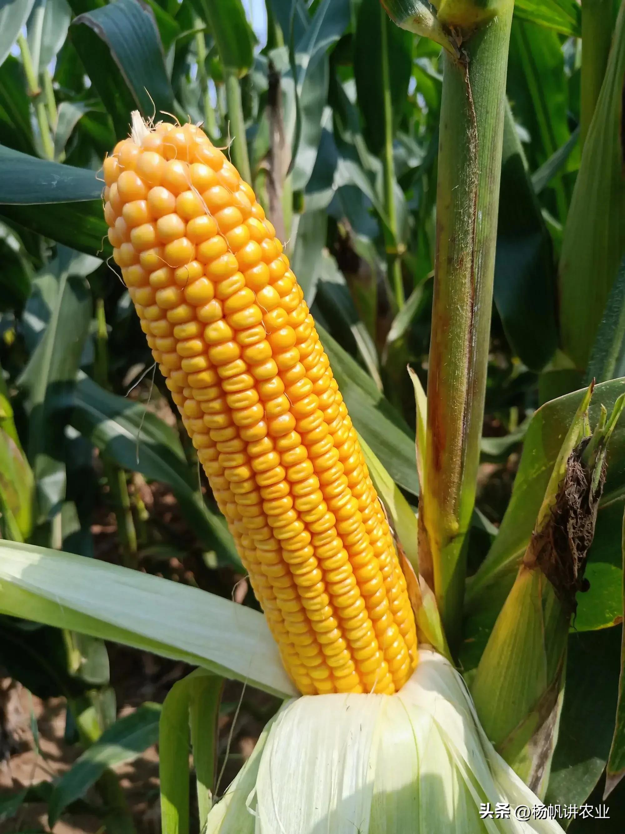 玉米种子1466好还是联创808好,玉米种子联创808和825哪个产量高