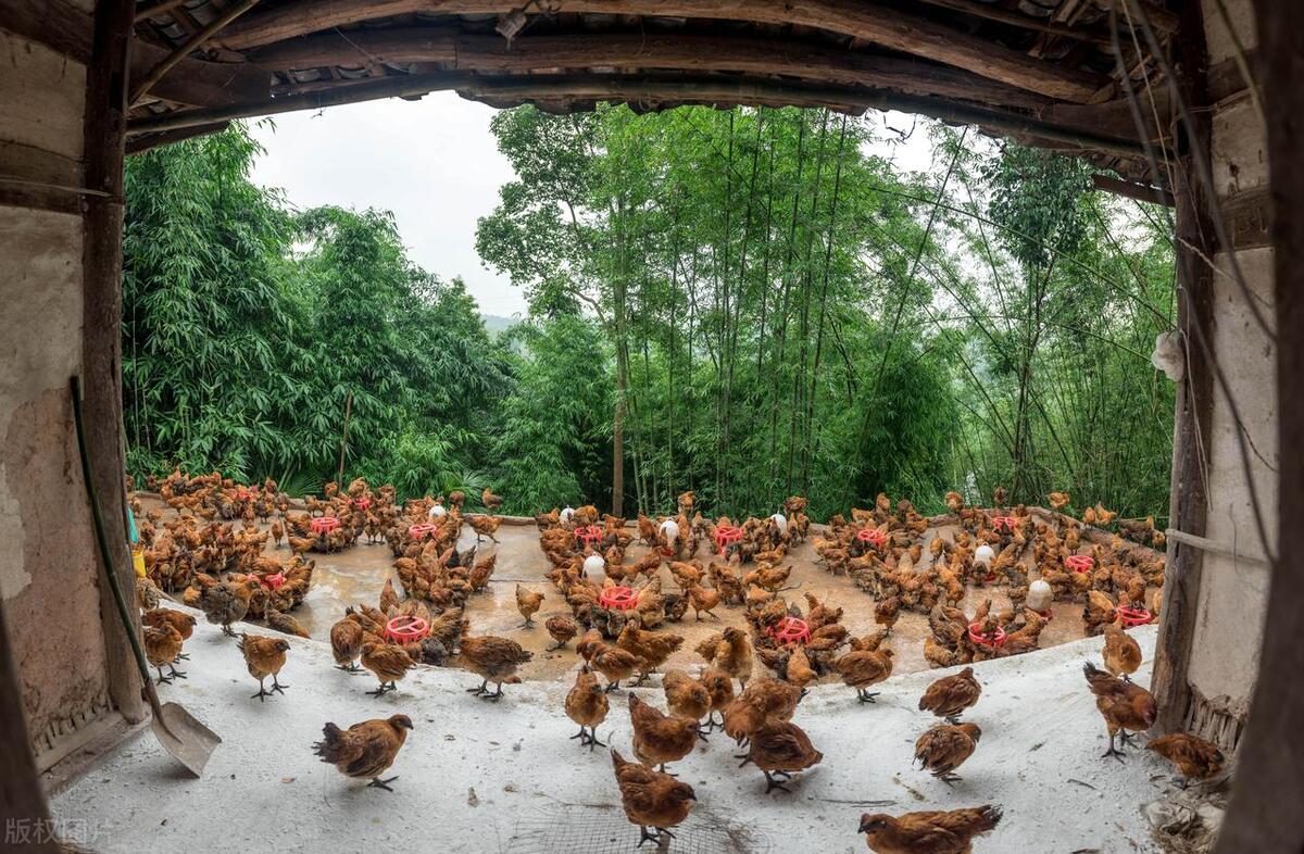 小姑娘赔钱卖土鸡17天赚到700万,土鸡卖一元一只一年能赚180万