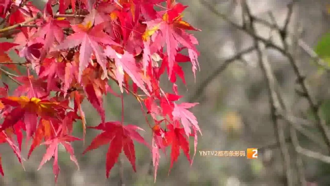 秋天的云南哪里漂亮又美丽,有一种美叫云南的秋天美景