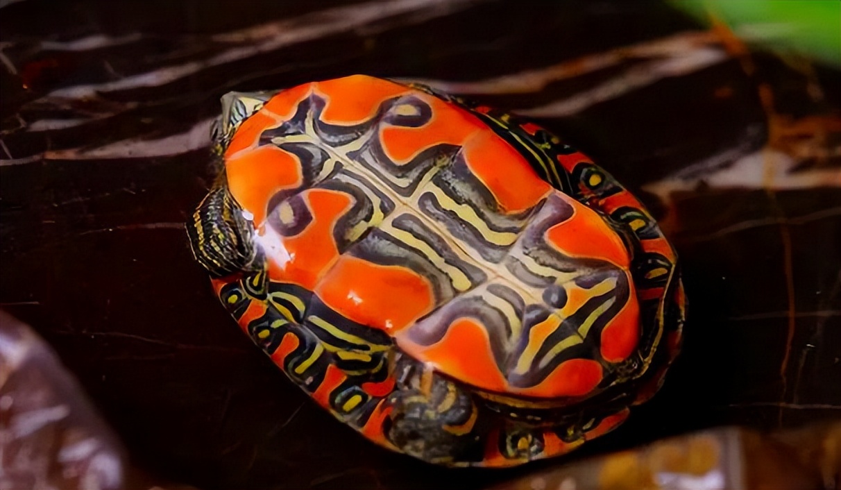 锦龟种类及图片大全,锦龟每个品种图片