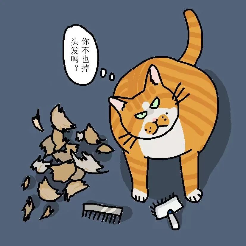 猫每天梳毛用什么梳子,哪种梳子给猫梳毛好用