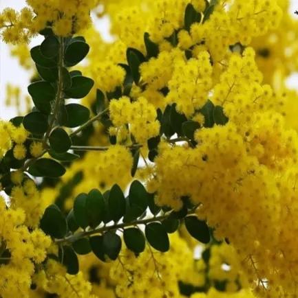 你不知道的国家冷门知识澳大利亚,说说澳大利亚这个国家