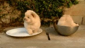 松狮犬怎么训练亲人,怎样养好松狮犬