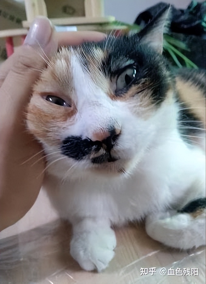 长寿猫咪,想要猫咪长寿需要注意这三件事