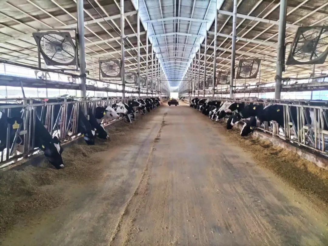 武清好喝的牛奶,武清奶酪罐子