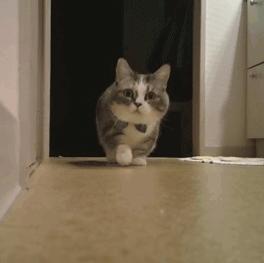 最难打理的猫咪排行,一只最难养的猫咪