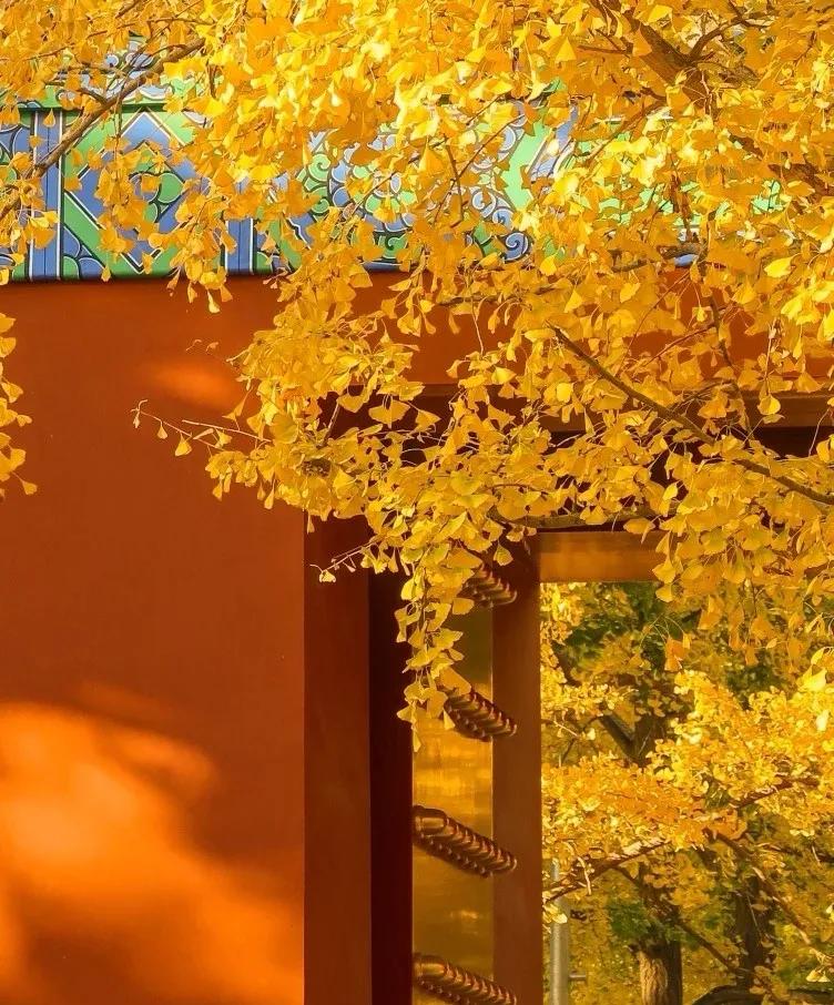 北京必去的30个赏秋地点,赏秋京城内外高颜值秋景大盘点