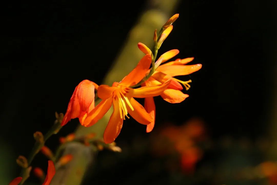 昆明三月赏花攻略出炉,昆明周边最美赏花打卡点