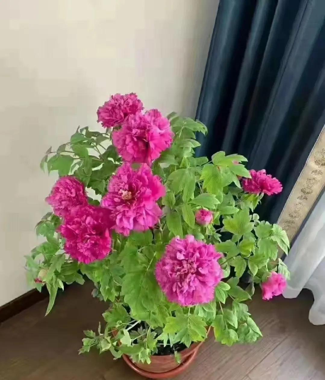 俗语“屋里有三花，非富即贵家”，说的是什么花？看你家有没有？