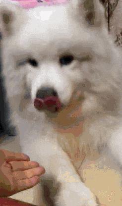 双色球开奖的结果,萨摩耶犬多少钱一只广安