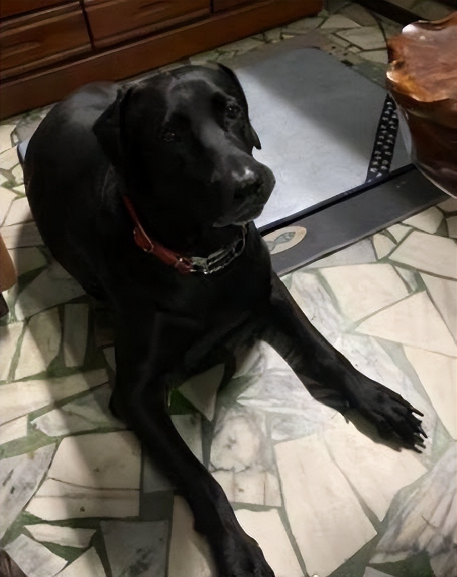 狗狗半夜狂吠被斥责，隔天回放视频感动，妈妈错怪你们了！