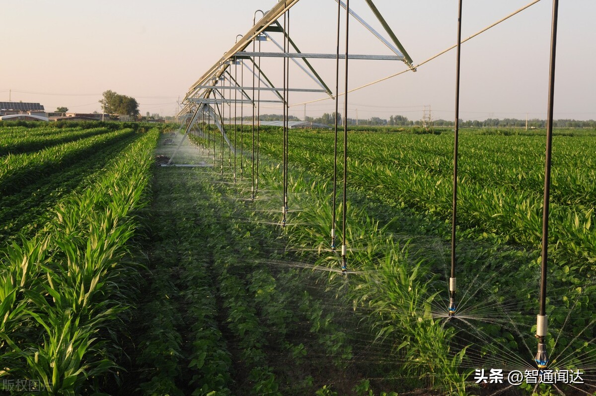 分析纯磷酸二氢钾使用注意事项,磷酸二氢钾控旺浓度多少合适