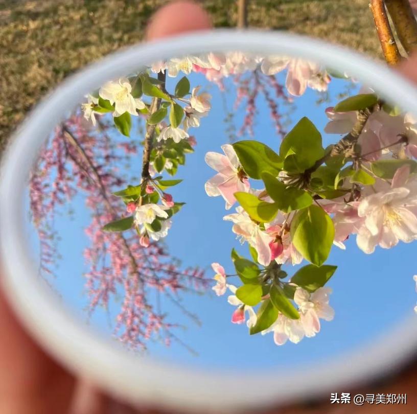 河南科技大学春景,河南科技职业大学校园春景