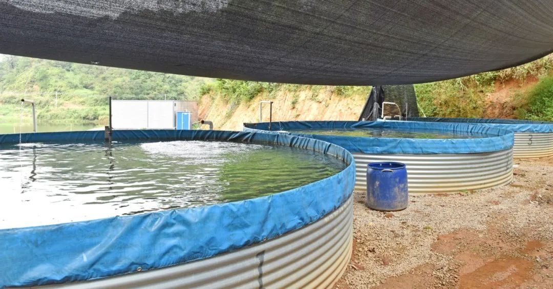 什么淡水鱼养一年可以出售,阳春八甲养殖