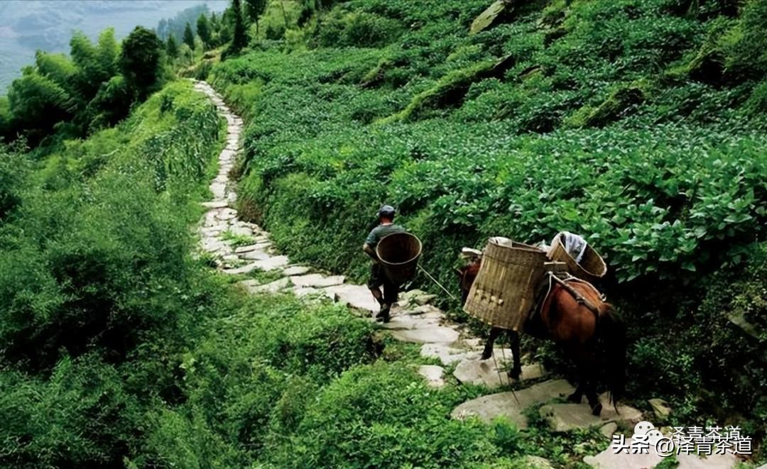 茶马古道茶叶铁盒价格,茶叶溯源之旅