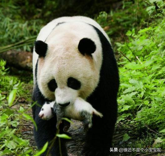 大熊猫草草引种成功了么,大熊猫草草野外引种几次