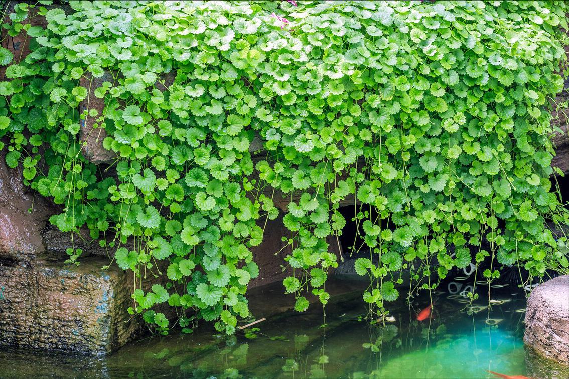 《中国大百科全书（第2版）》读书笔记03147-被子植物门