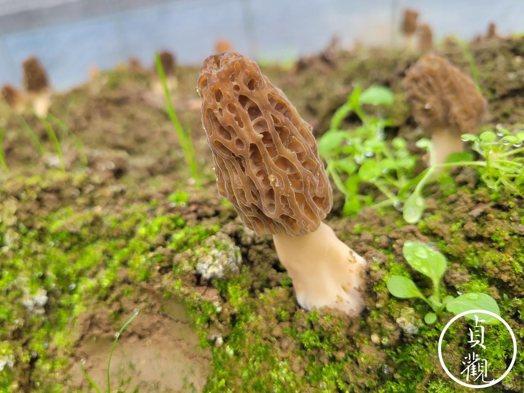 小型羊肚菌致富项目,羊肚菌山区农民致富的新宠