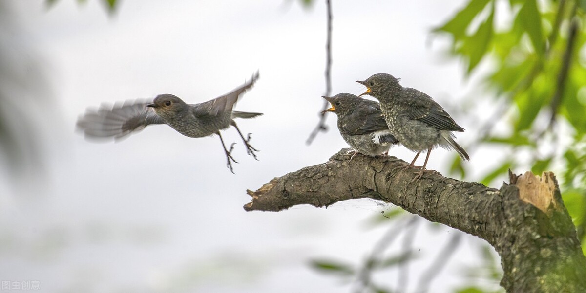 谁言寸草心报得三春晖的解释,谁言寸草心报得三春晖什么意思