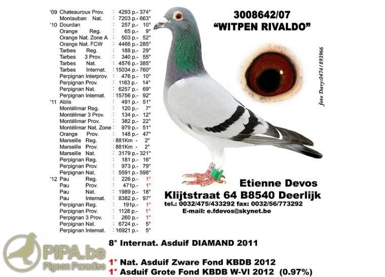 超级赛鸽种鸽,超级种鸽白羽