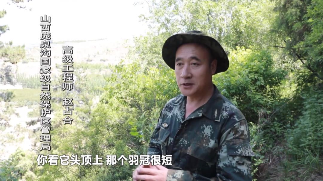 鏂瑰北鑻嶉弓,灞辫タ鏂瑰北鑻嶉弓