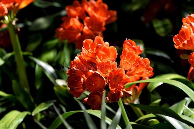 每天认识一种君子兰,君子兰彩兰植料