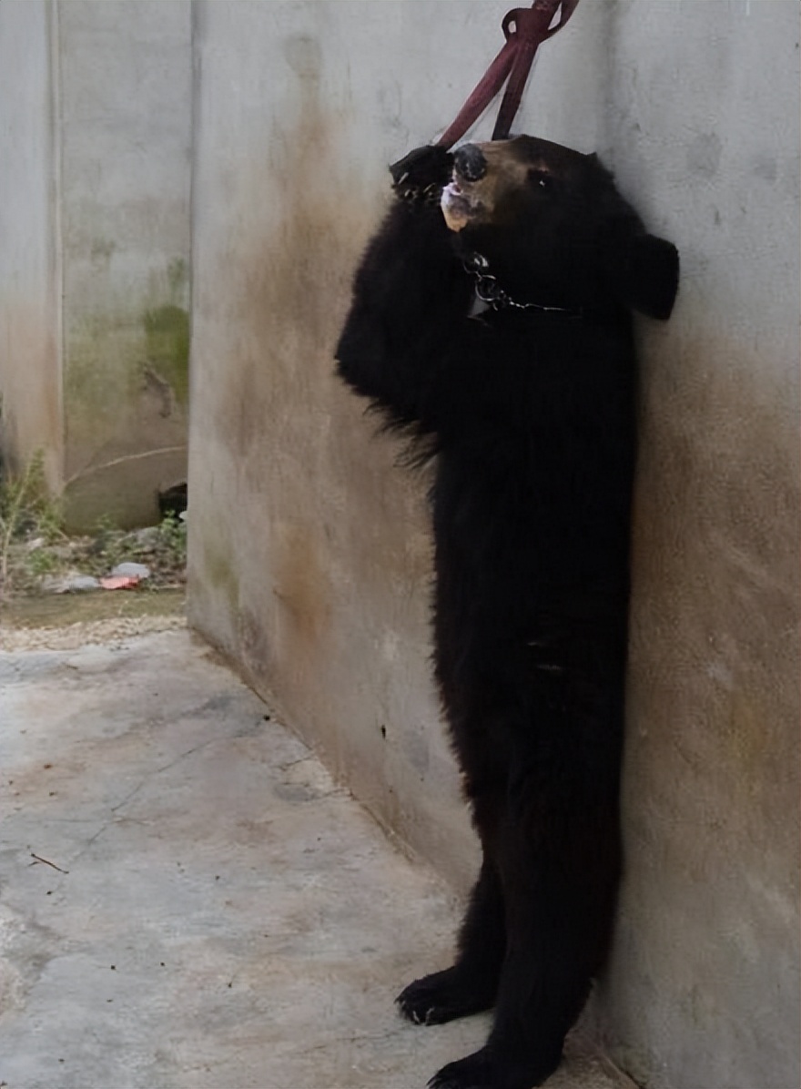 6岁公主活成“脚链囚徒”,背后的动物表演让人心疼