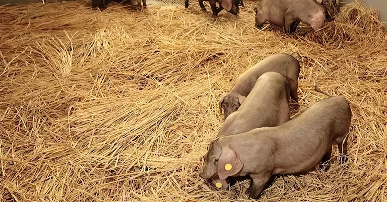 悲报！网易的养猪场，可能真要撑不住破产了！