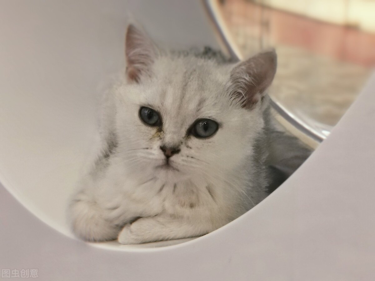 养猫为什么有种烦躁感,养猫老是叫怎么办