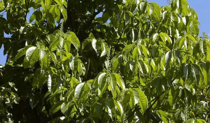 植物识别小口诀，总结的太全了！