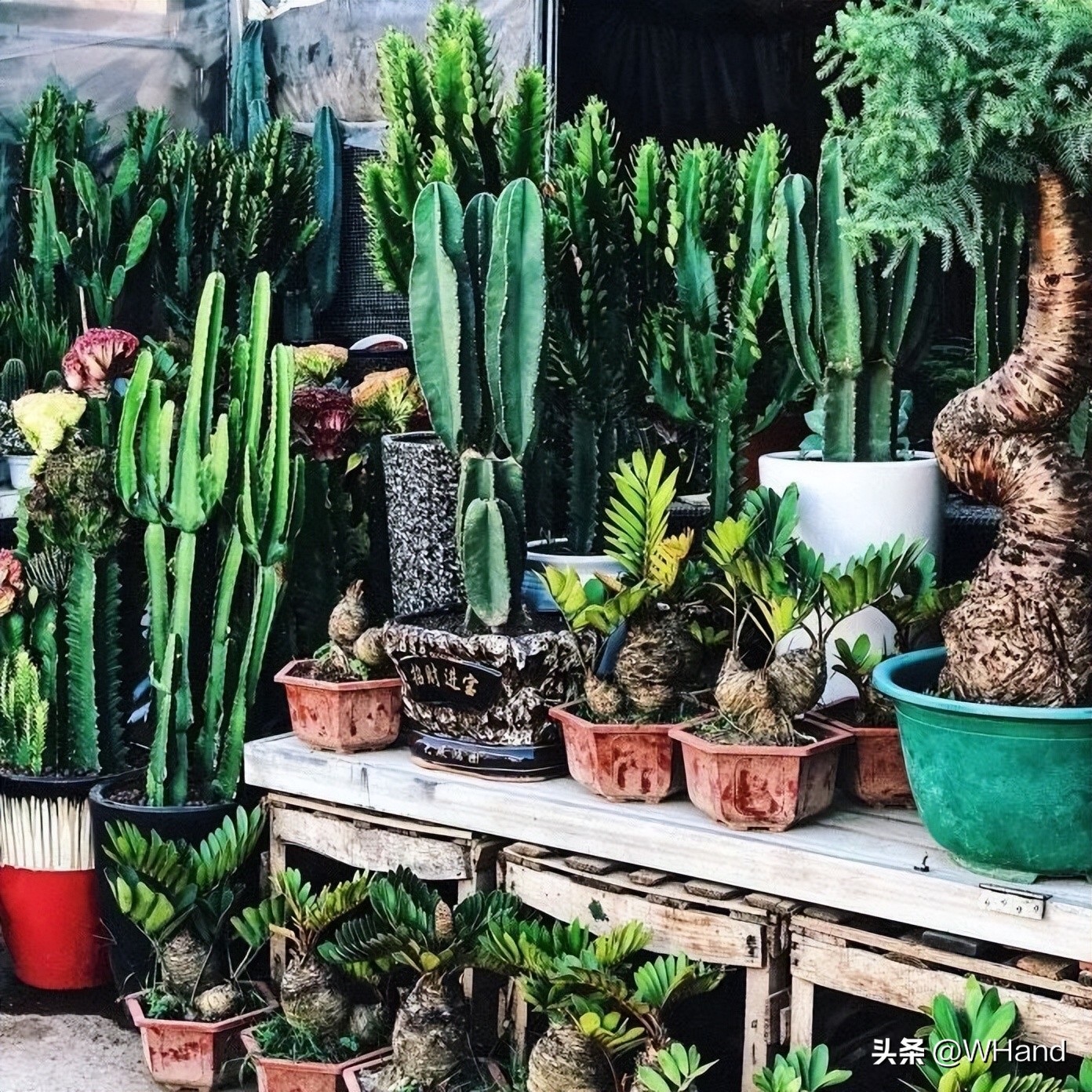 武汉的各类批发市场在哪里,武汉囤货一般买什么