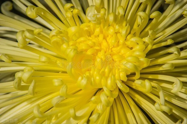 白玫瑰和菊花花语,菊花的花语是什么啊