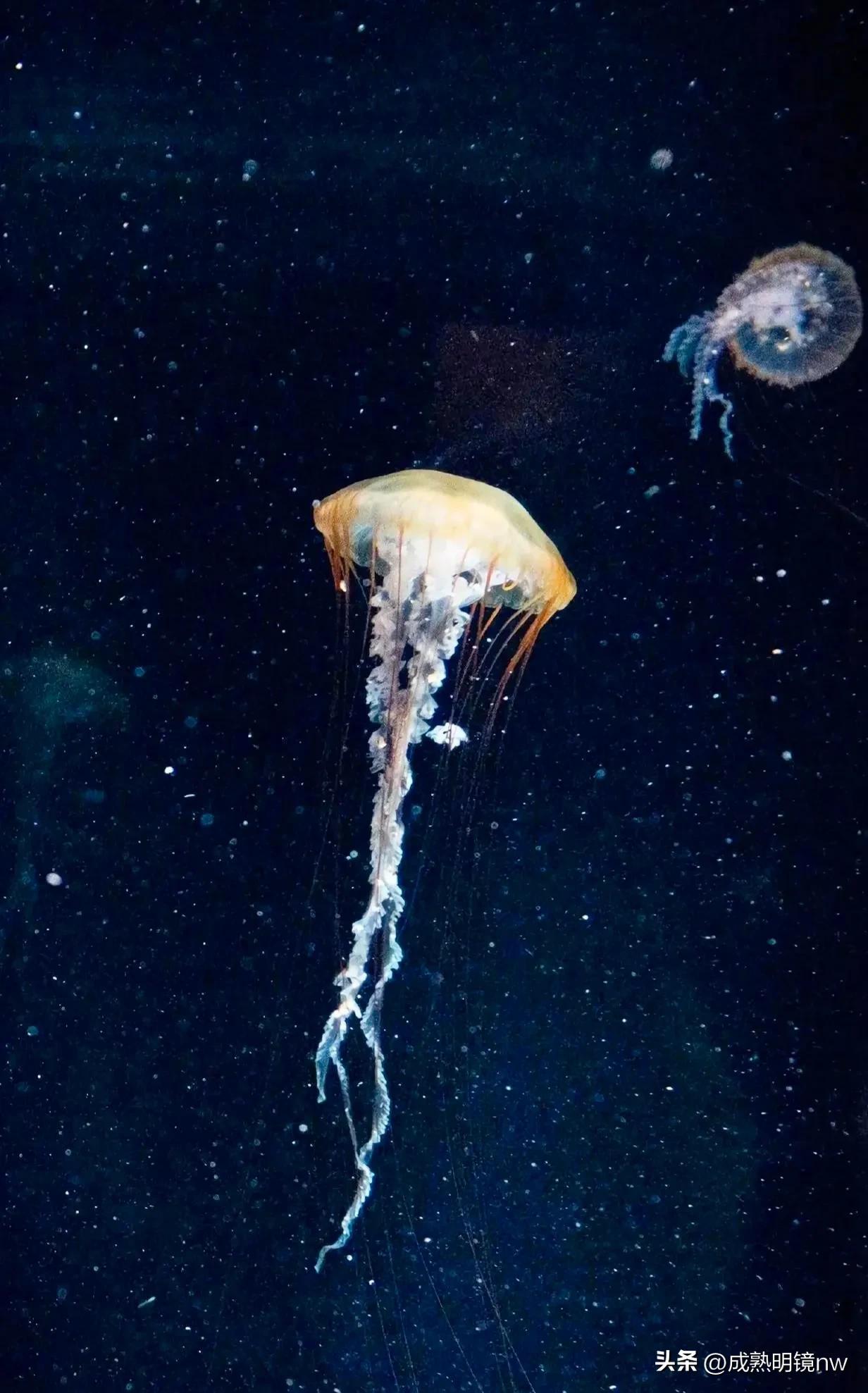 奇怪又美丽的水母,透明漂亮的水母