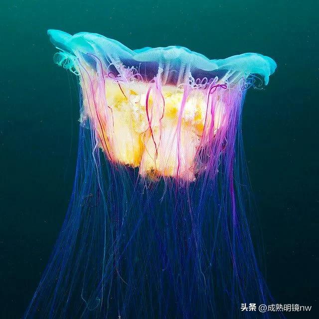 奇怪又美丽的水母,透明漂亮的水母