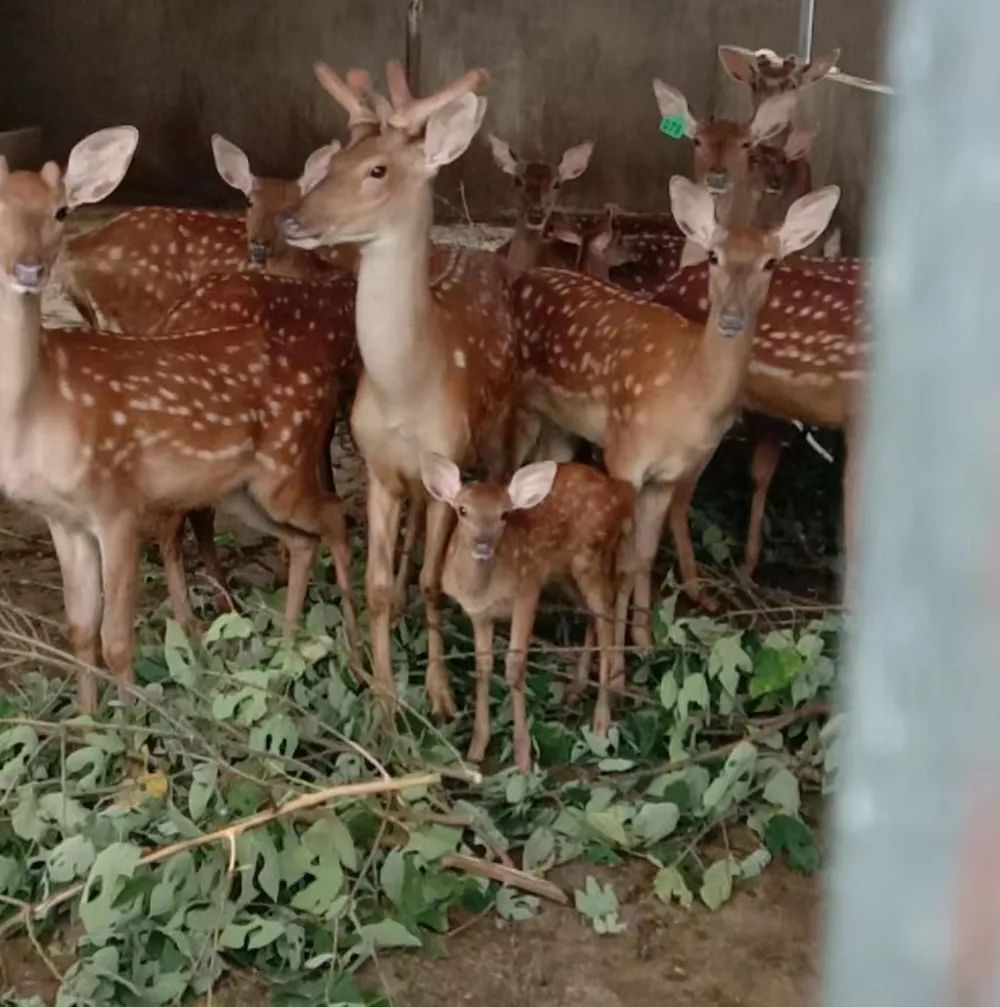 武汉市新洲区李集街道,武汉市新洲区李集街