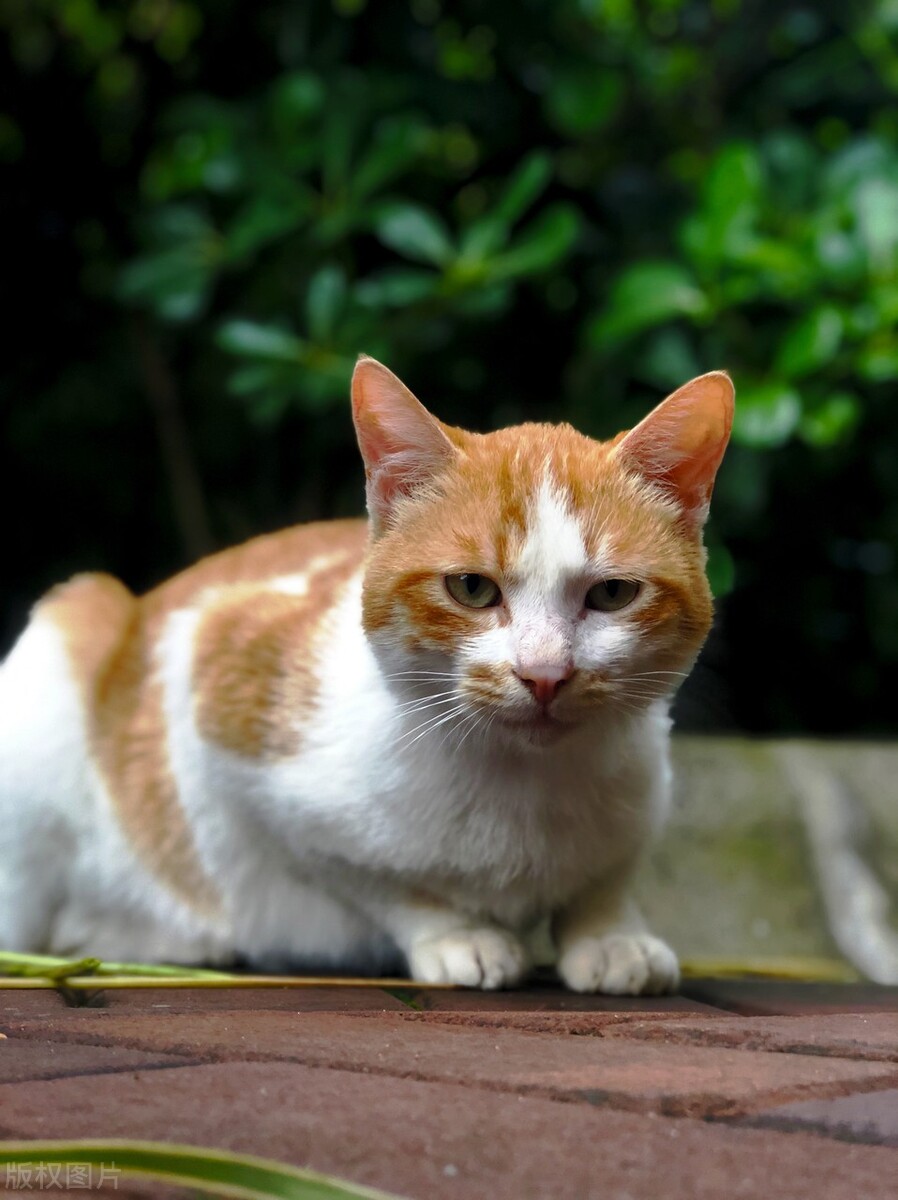 中华田园猫在国外真的很受欢迎吗,中华田园猫的品种介绍和图片大全