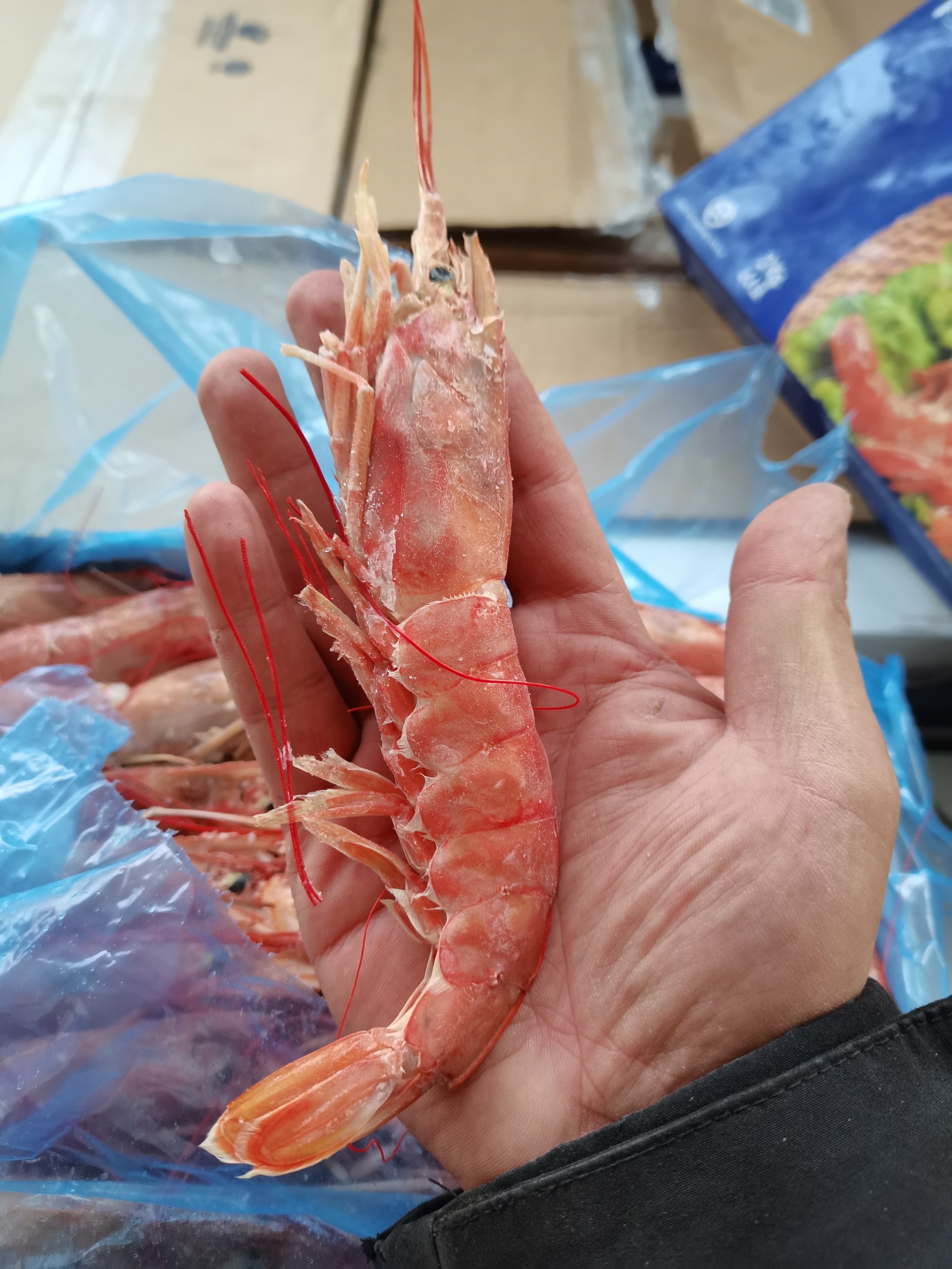 阿根廷红虾的营养价值及功效口感,阿根廷红虾和白虾哪个更有营养