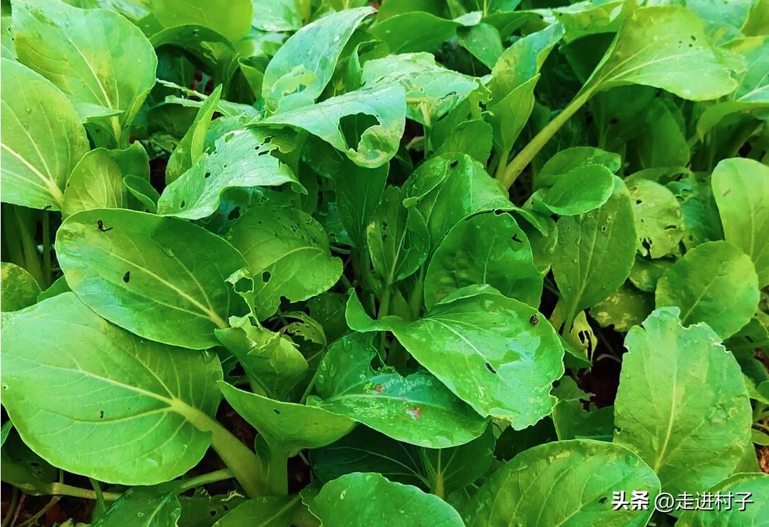 用什么防虫效果最好,什么材料防虫效果最好