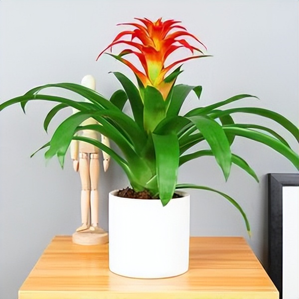 推荐9种适合在办公室养的小盆栽,适合办公室养的大盆栽