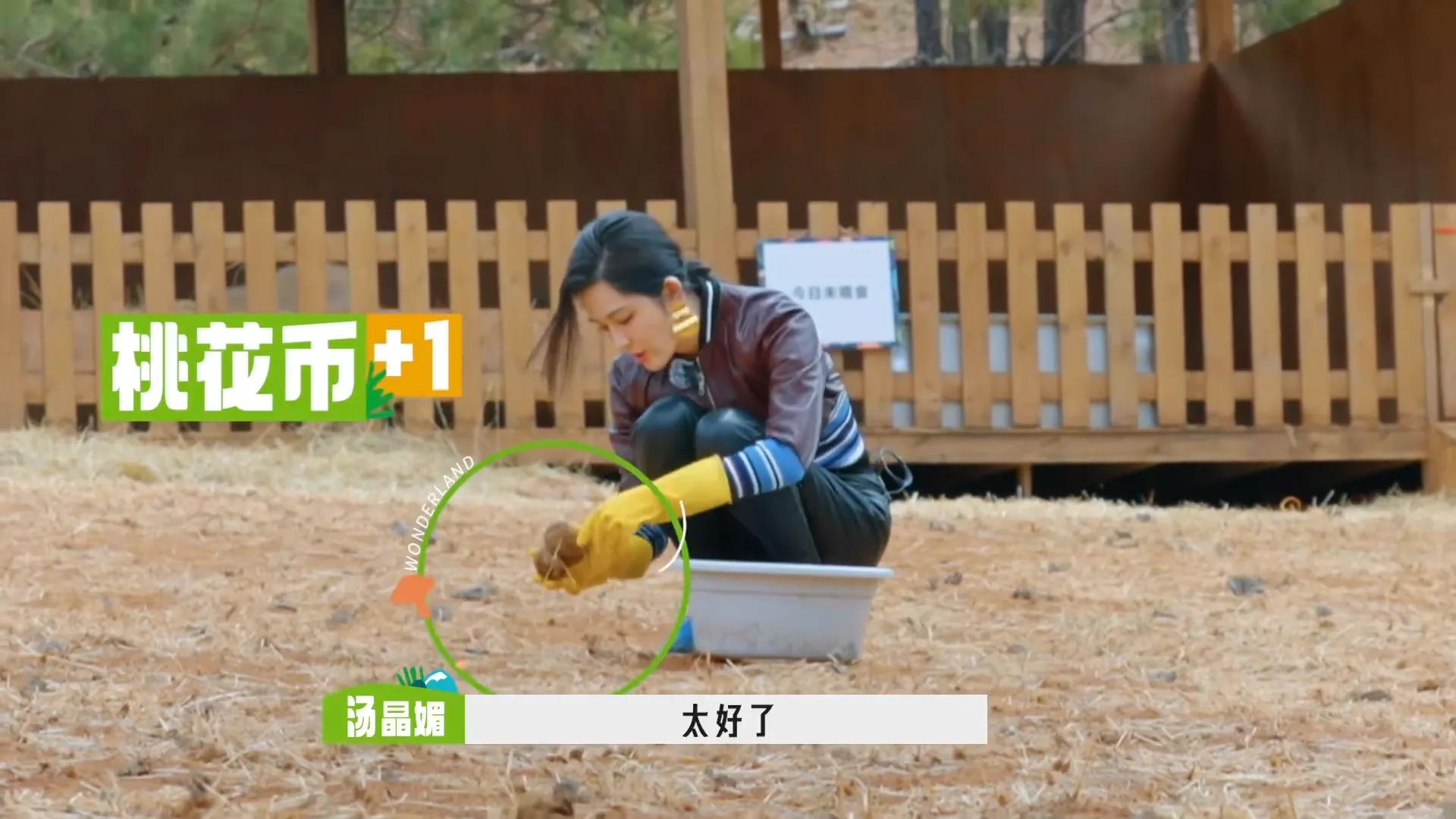 孟子义桃花坞捡羊粪是哪一期,敖瑞鹏桃花坞铲羊粪