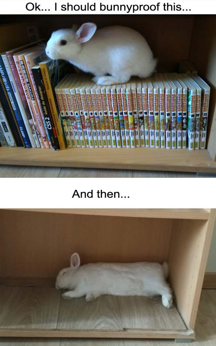 兔兔超可爱的真人照片,兔兔超可爱露脸照片