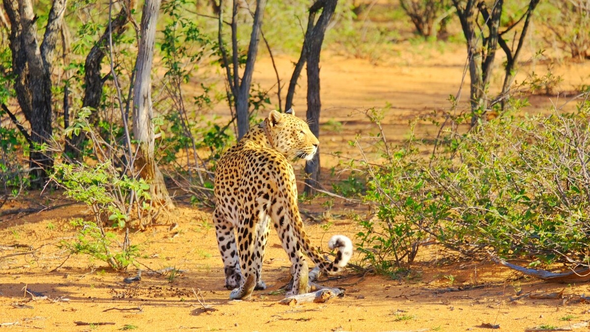 豪猪的攻击性,豪猪战斗力有多大