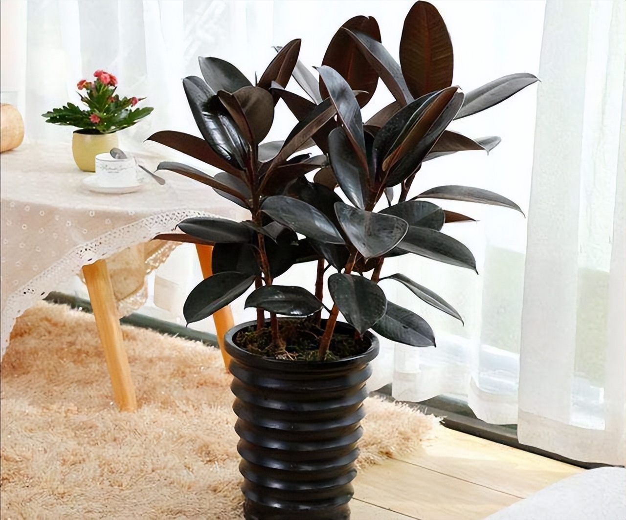 客厅绿植既好看又好养简单,最适宜客厅放置的15种绿植