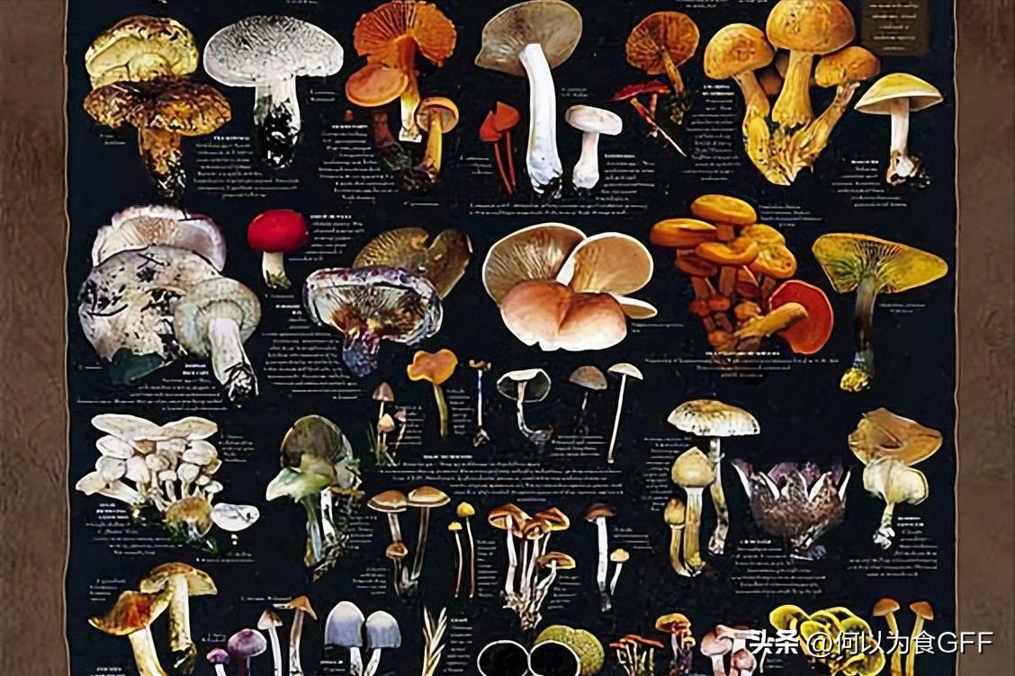 蘑菇发展史,蘑菇历史剪辑