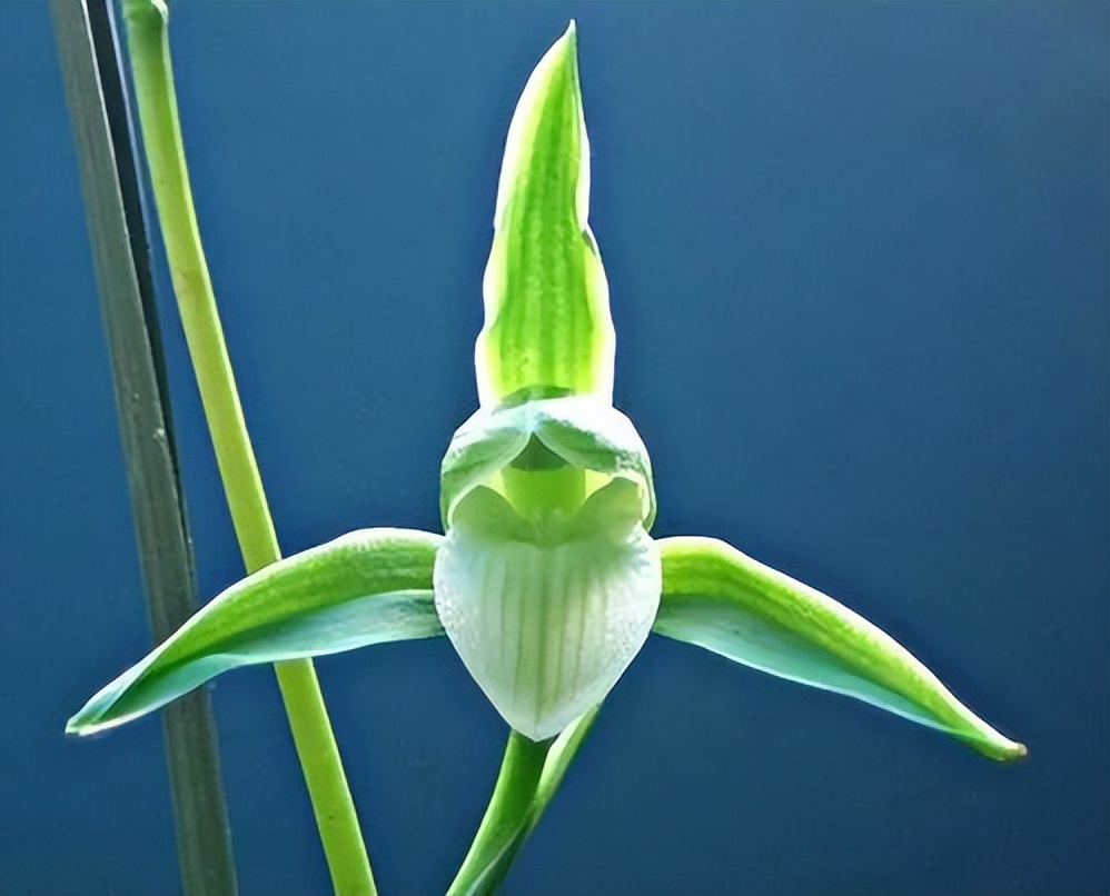 新手盆栽兰花最好选择哪些品种,适合家养的兰花品种有哪些盆栽