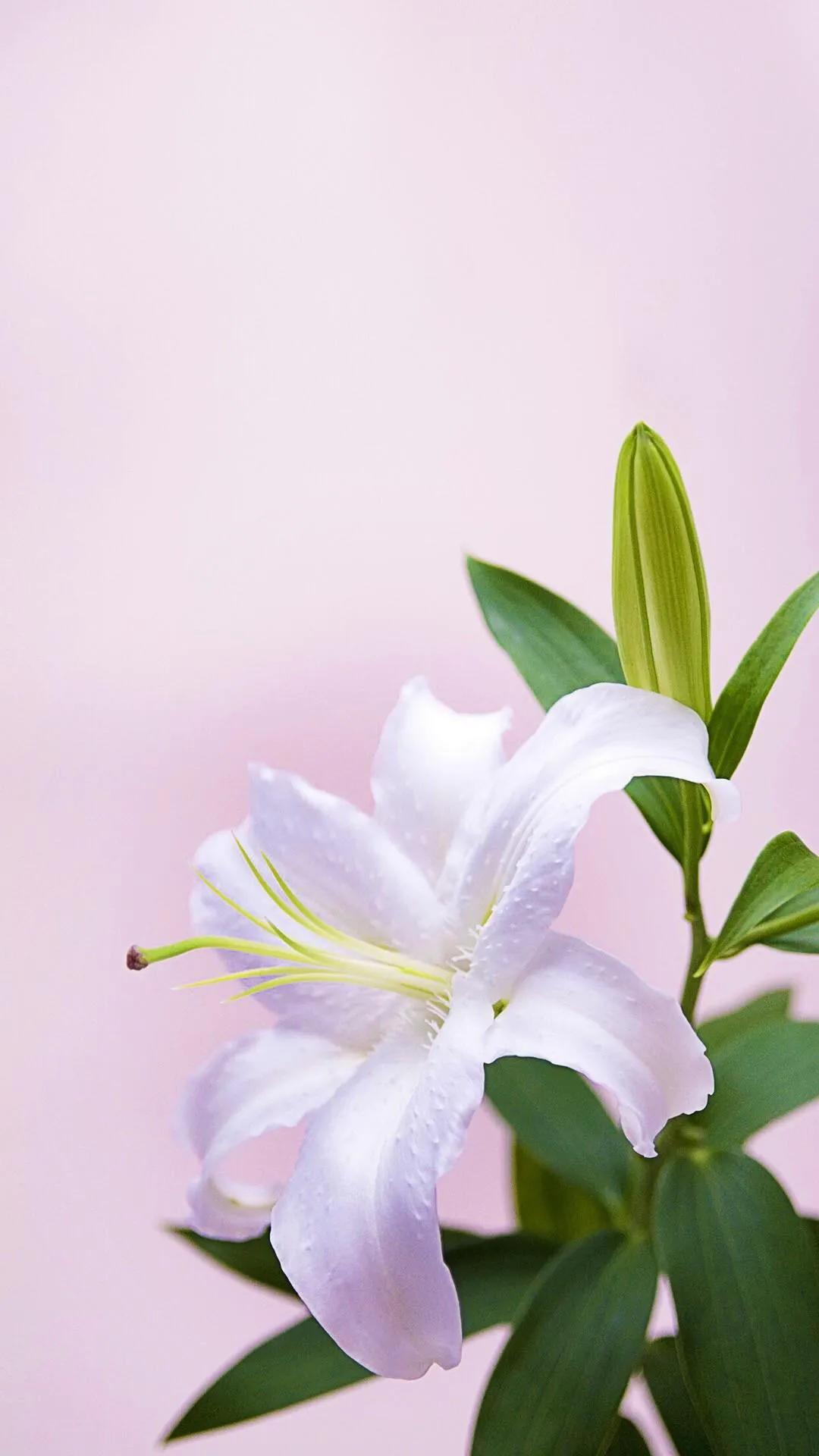 雪白的百合花,纯洁的百合花习作