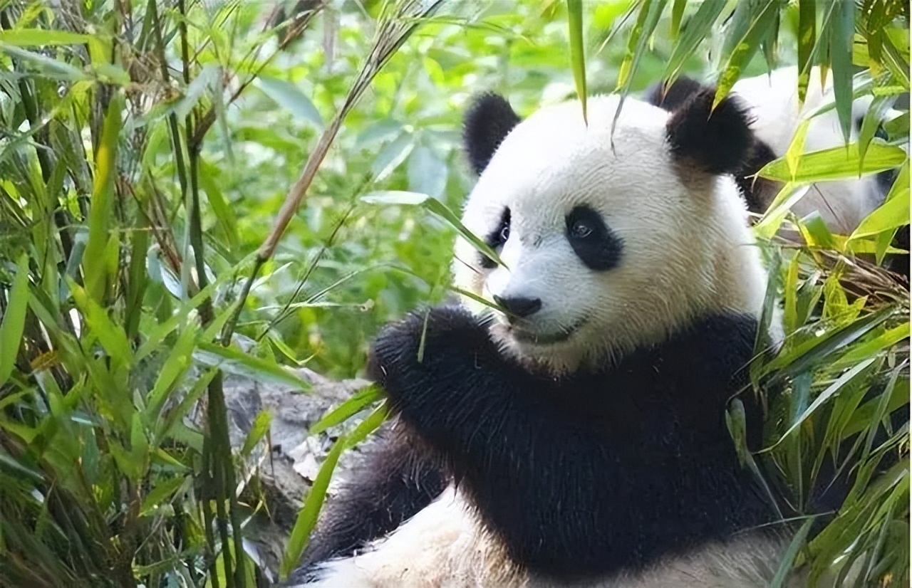 台湾作家龙应台:为港独暴徒洗地,选择性失明暴露了多少虚伪