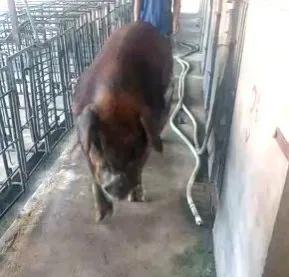 为什么猪能存活下来,为何猪在进化中没有被毁灭