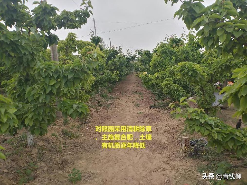 晚秋黄梨怎样才能高产,晚秋黄梨什么时候种植最好