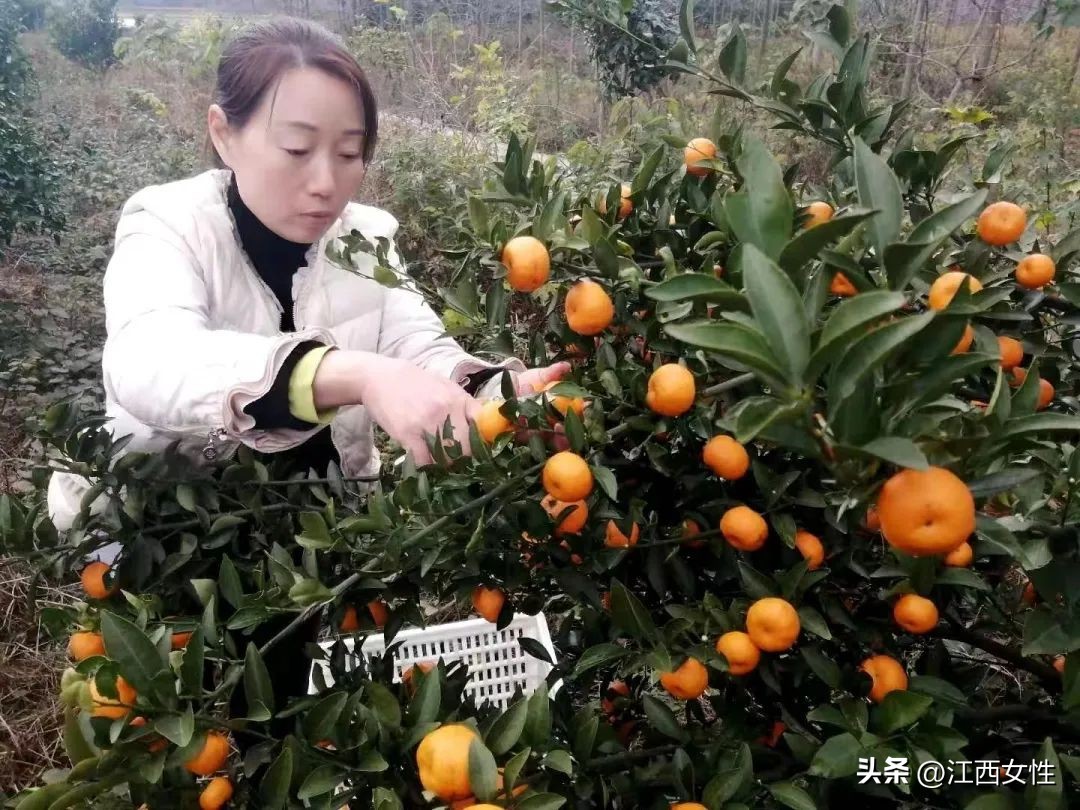 赣鄱巾帼创之乡村振兴篇丨廖春香:发展特色产业带领妇女姐妹走上致富路